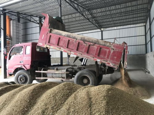 綿陽梓潼 精心組織夏糧收購入庫，全力筑牢國家糧食安全基石